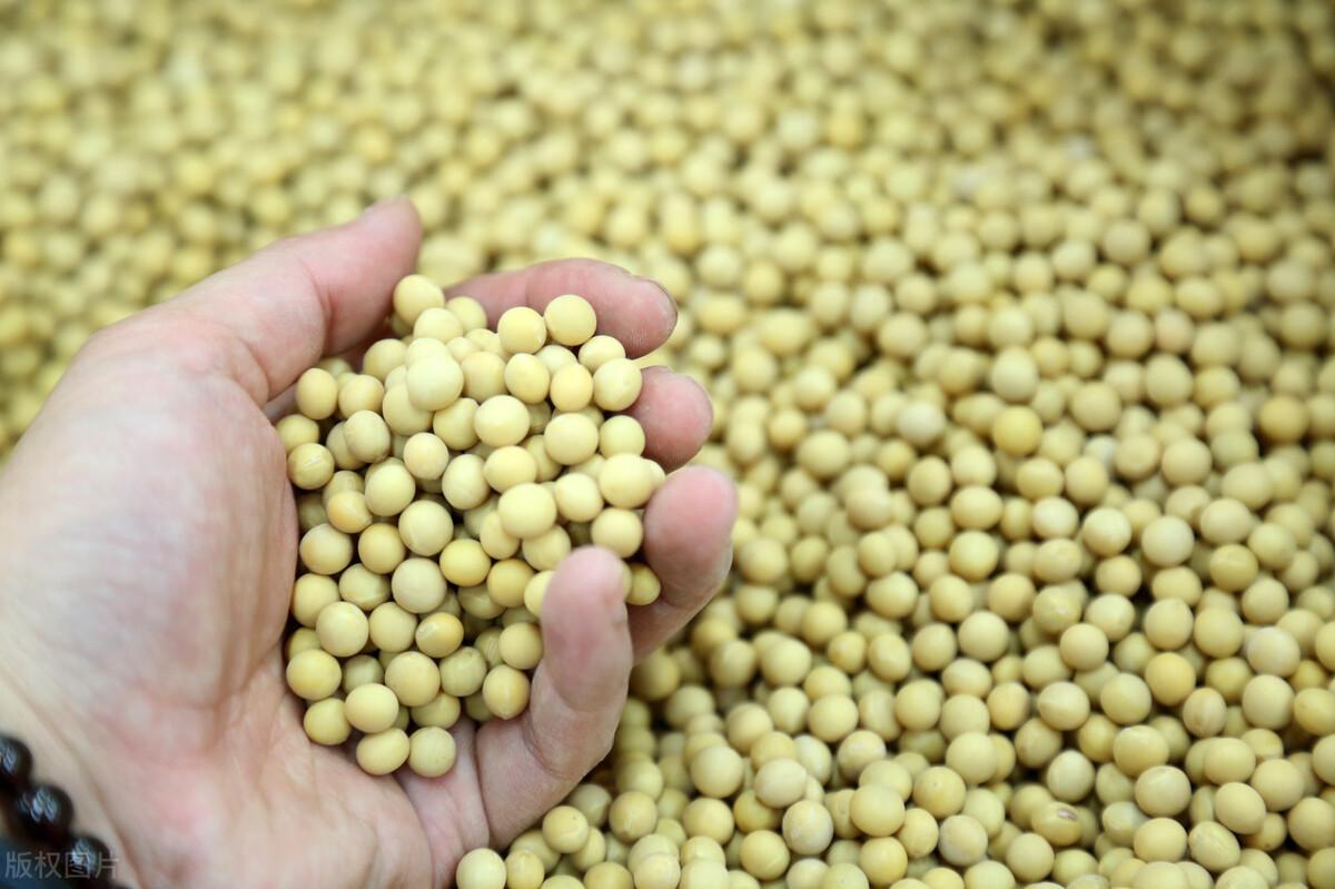 大豆最新行情价格走势分析📈🌱