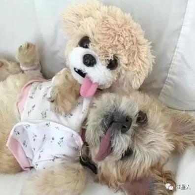 印度病毒最新动态，自然探索之旅寻求内心平和