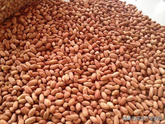 花生最新价格行情走势分析🌻🌼