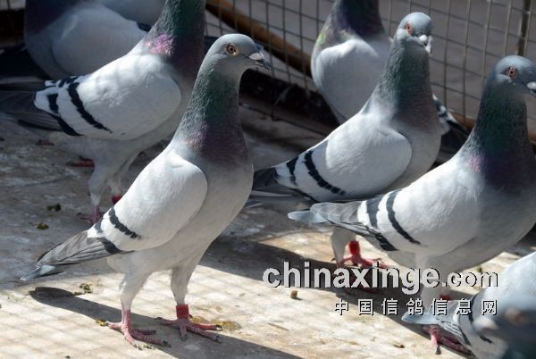 赛鸽名家揭秘养鸽秘境，最新视频探寻小巷深处的赛鸽世界