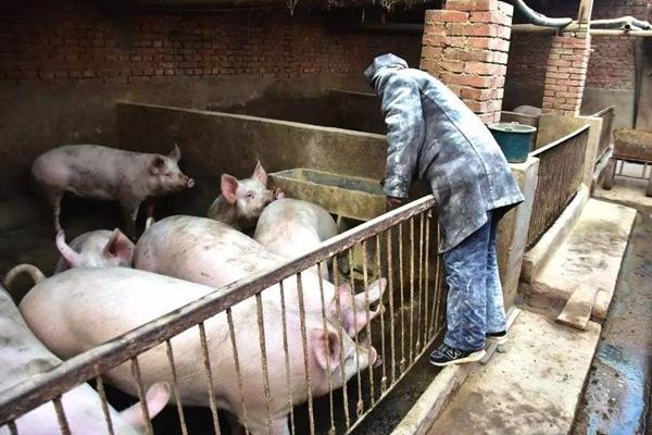 猪肉行情最新分析，探寻市场波动背后的心灵平静之旅