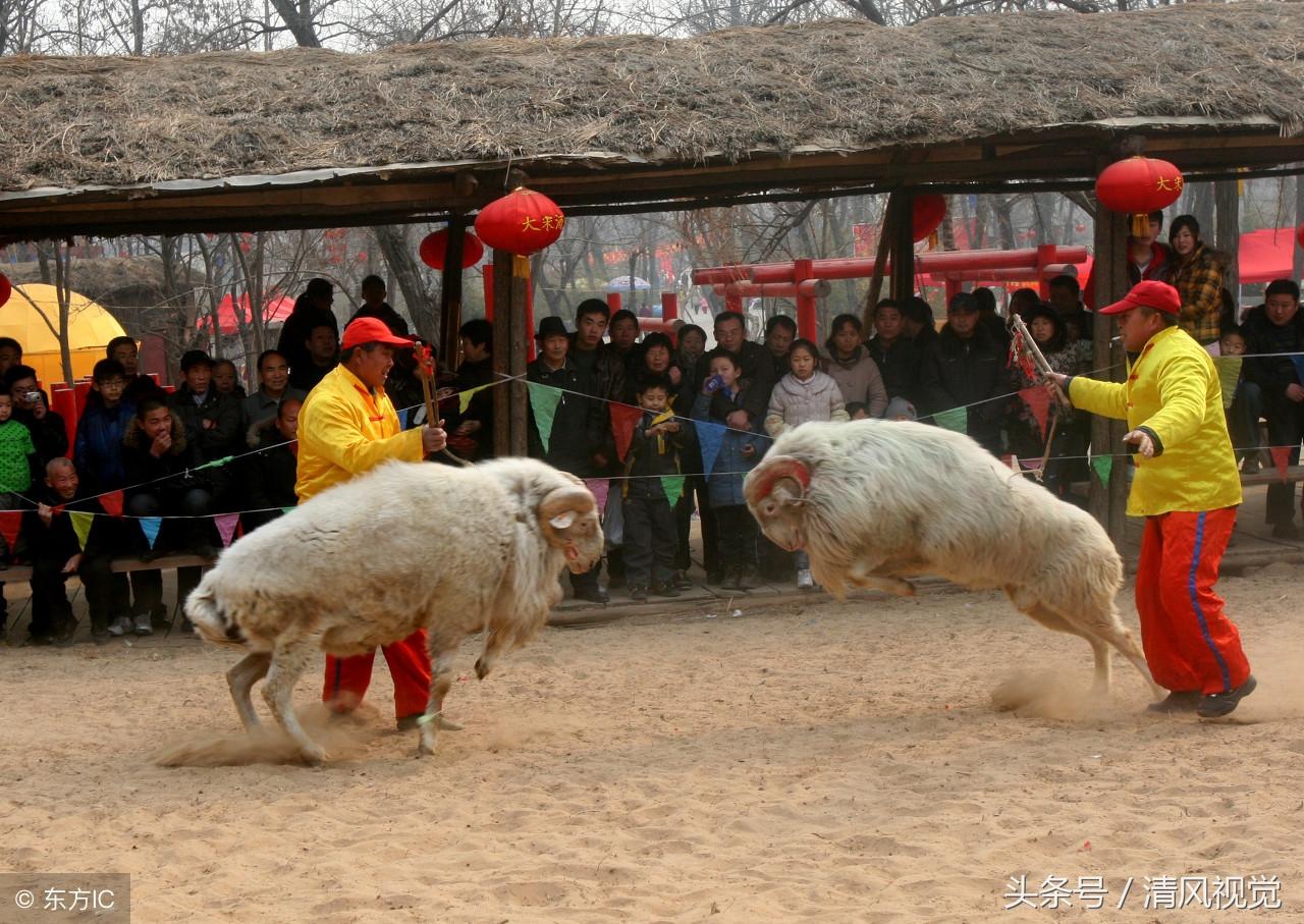 最新斗狗比赛概览，背景、事件与影响